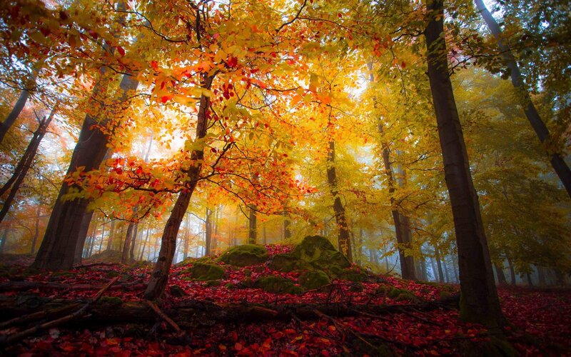 Autumn Forest with Fallen Leaves — Yellow, Serene, Photograph, Trees, Moss-covered Rocks