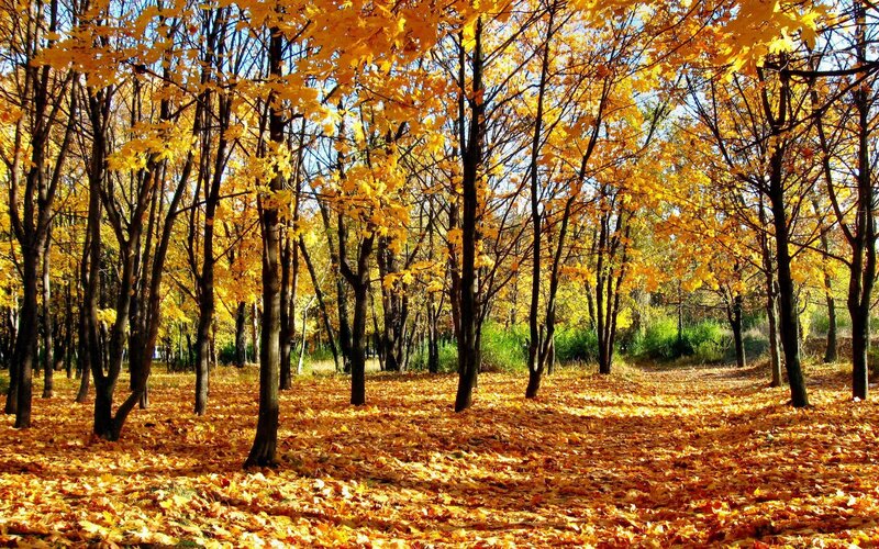 Autumn Forest with Fallen Leaves — Yellow, Serene, Photograph, Trees, Sunlight, Brown