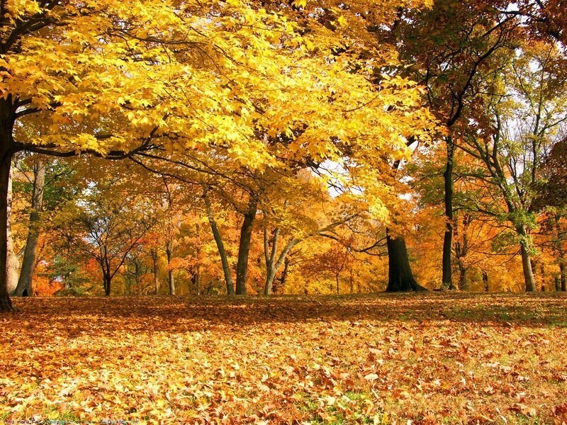 Autumn Forest with Fallen Leaves — Yellow, Serene