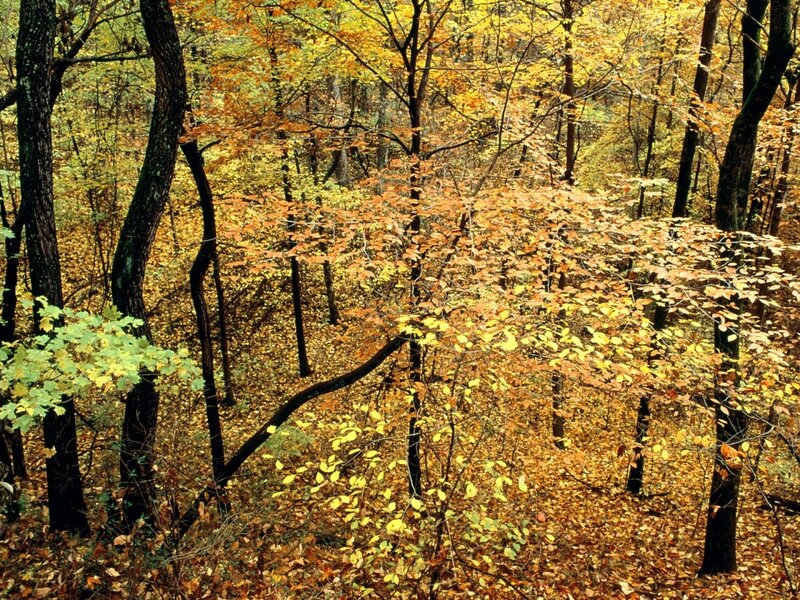 Autumn Forest with Fallen Leaves — Yellow