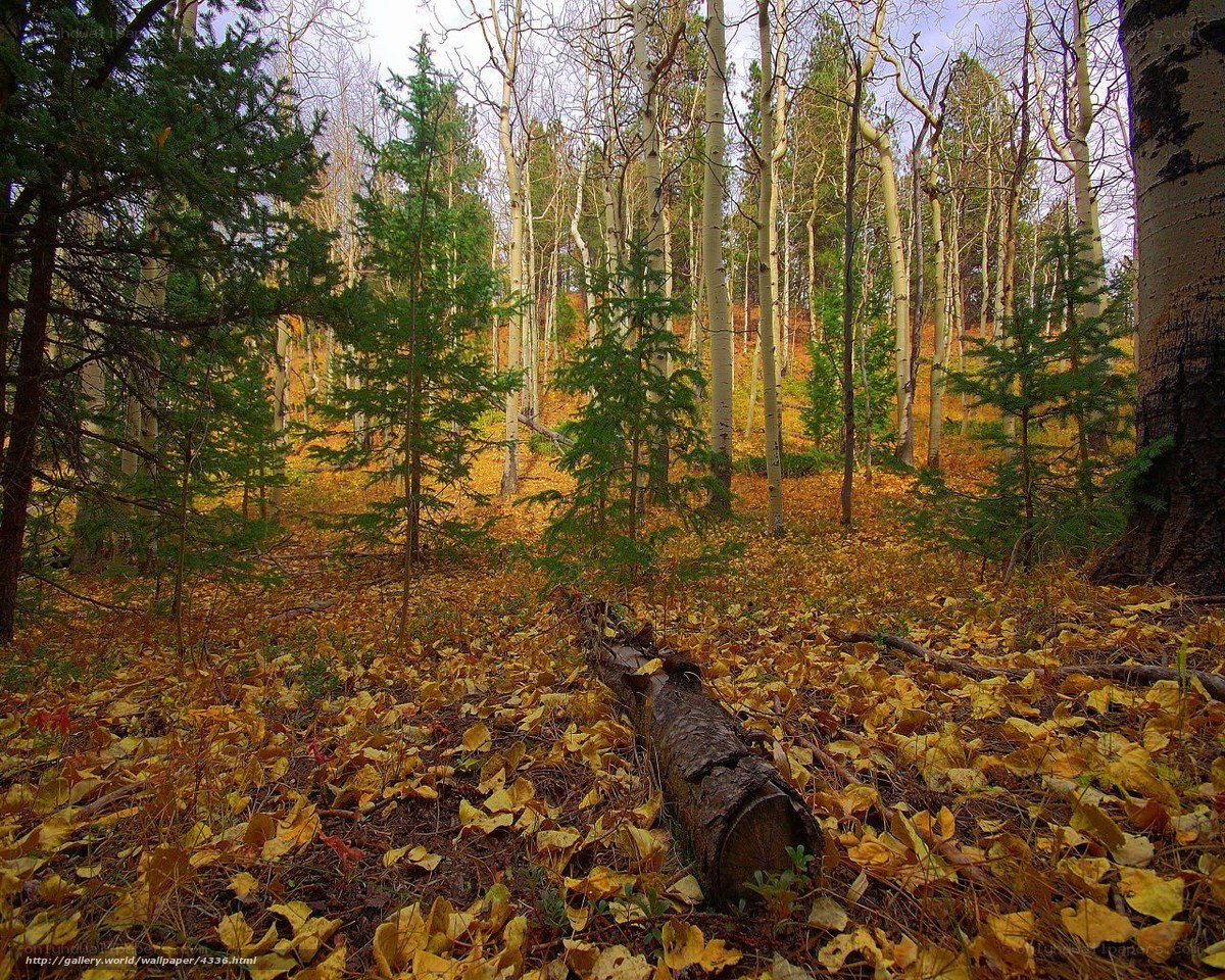 Autumn forest with fallen leaves