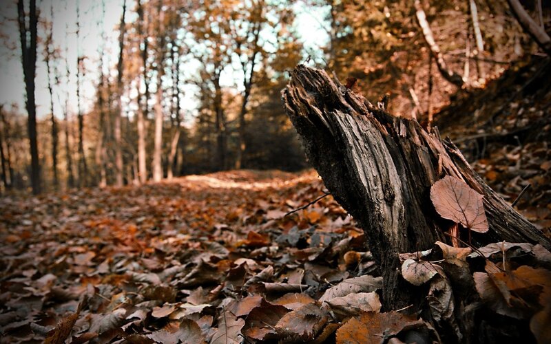 Autumn forest with fallen log