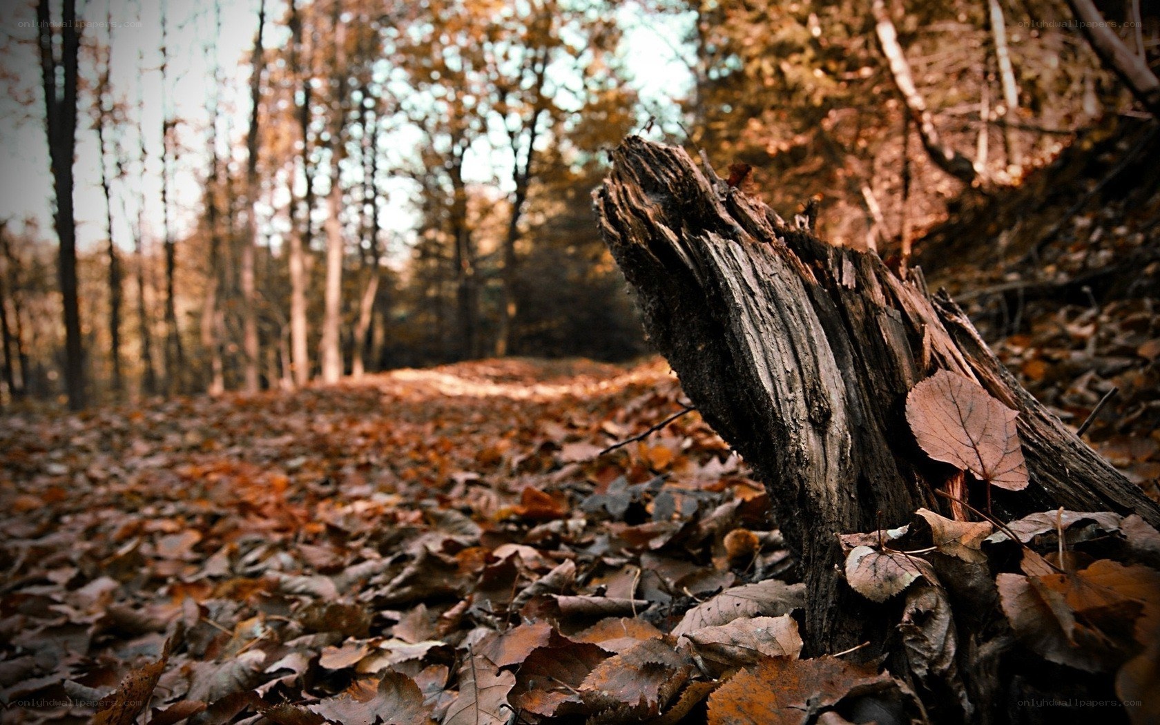 Autumn forest with fallen log