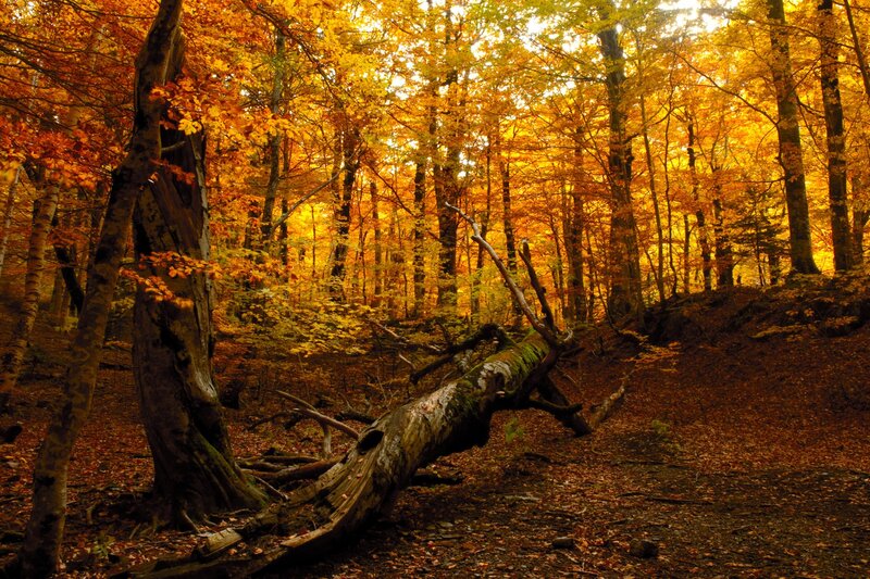 Autumn forest with fallen tree