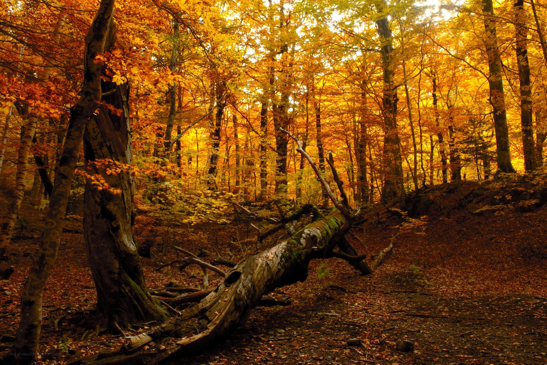 Autumn forest with fallen tree