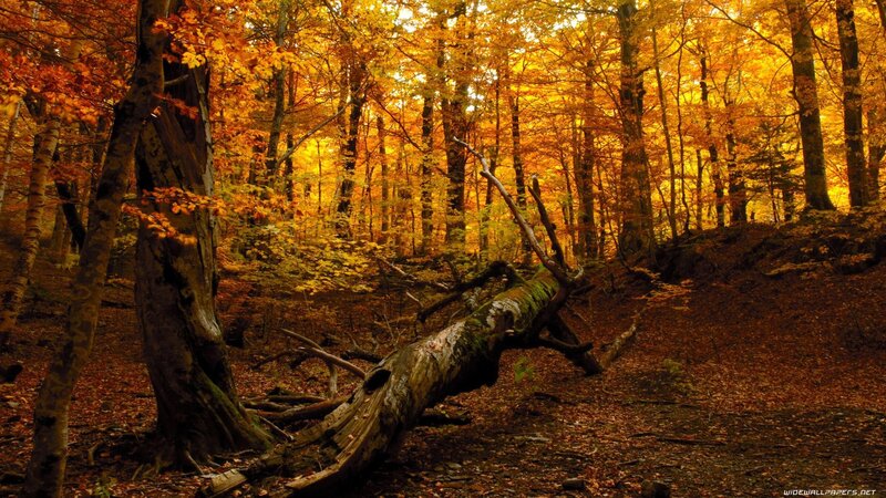 Autumn forest with fallen tree