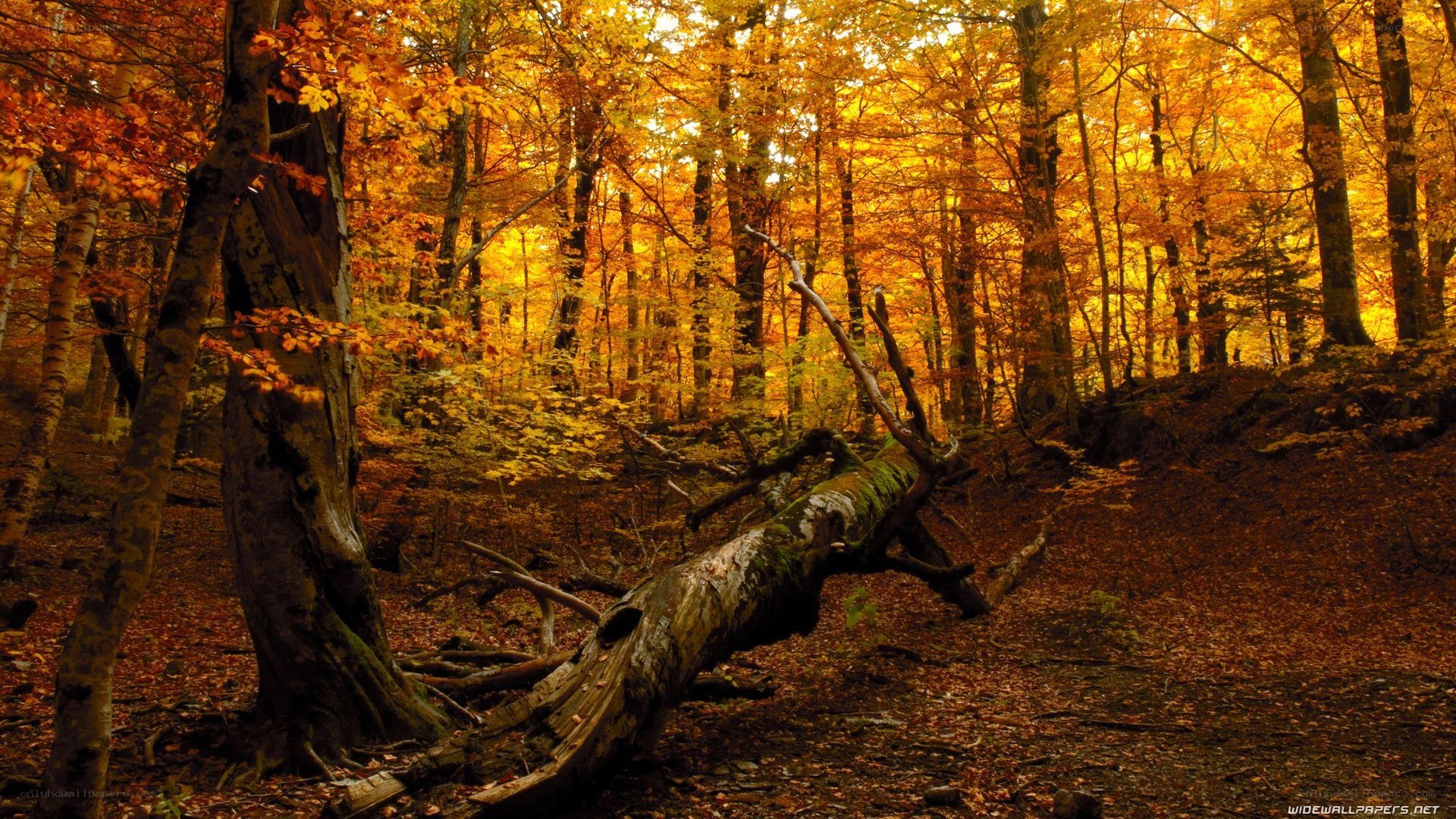 Autumn forest with fallen tree