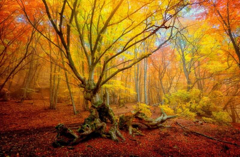 Autumn Forest with Fallen Tree — Yellow