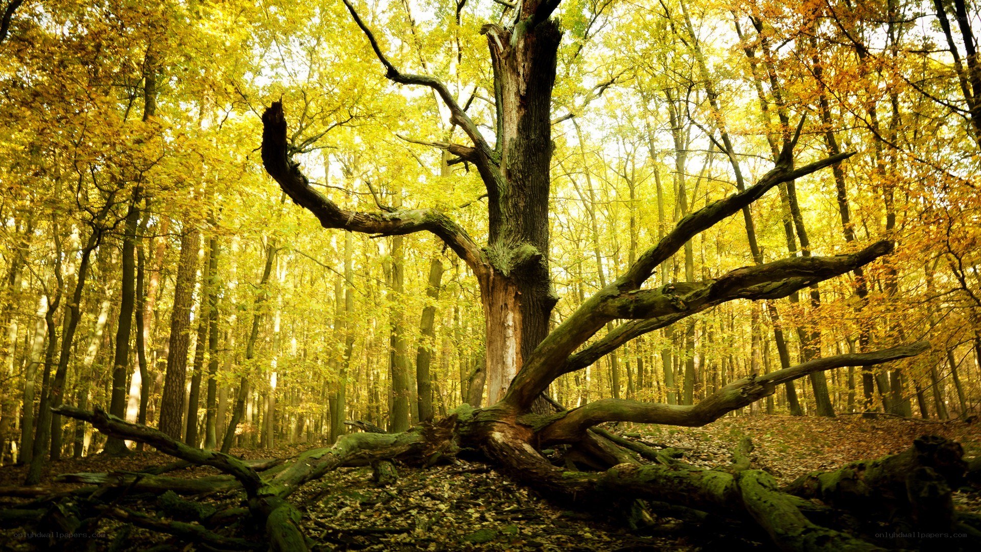 Autumn forest with fallen tree