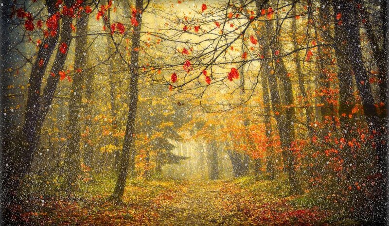 Autumn forest with falling leaves