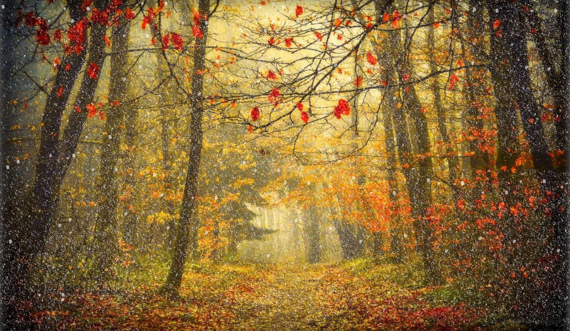 Autumn forest with falling leaves