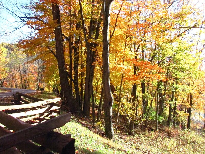 Autumn Forest with Fence