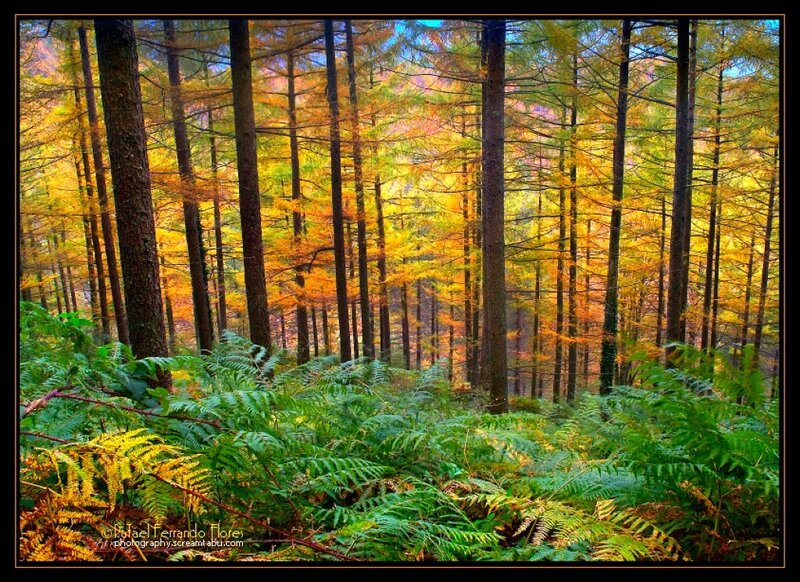 Autumn Forest with Ferns — Green