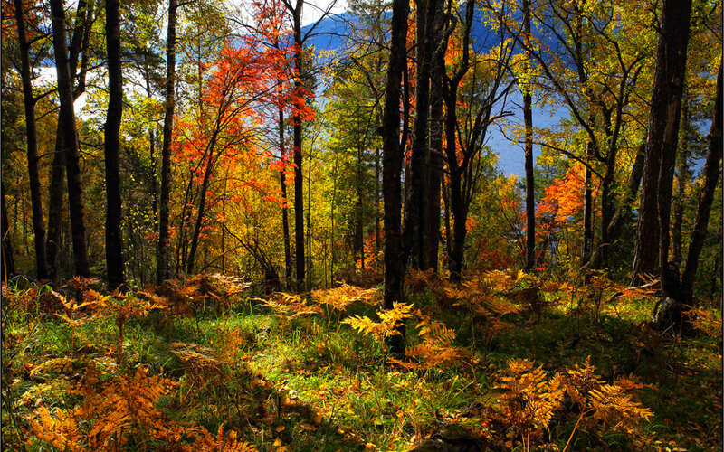 Autumn Forest with Ferns — Orange, Serene