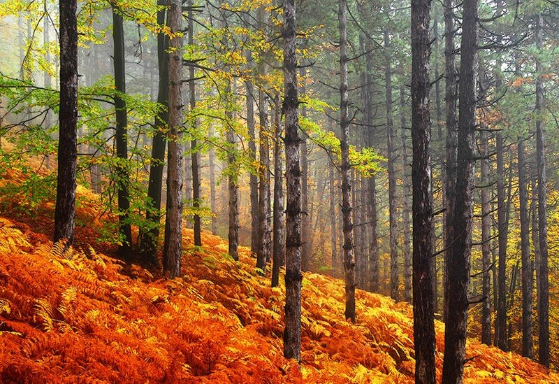 Autumn Forest with Ferns — Orange