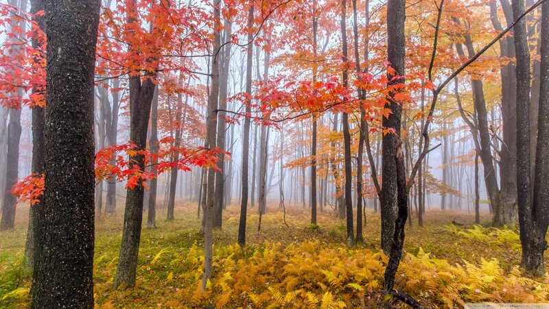 Autumn Forest with Ferns — Red