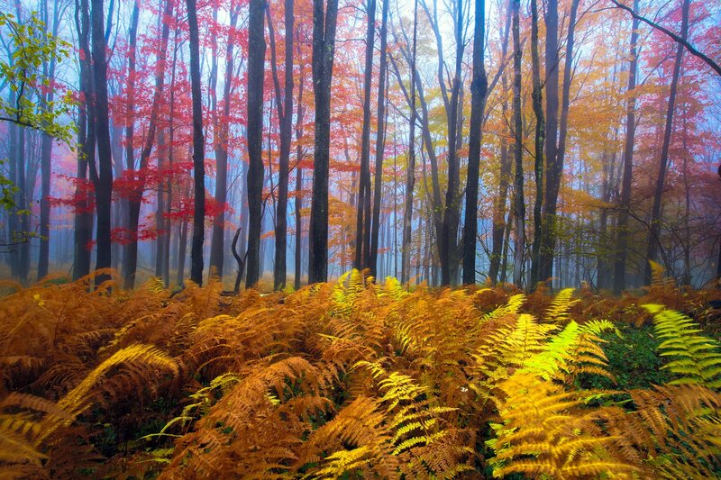 Autumn Forest with Ferns — Yellow, Serene