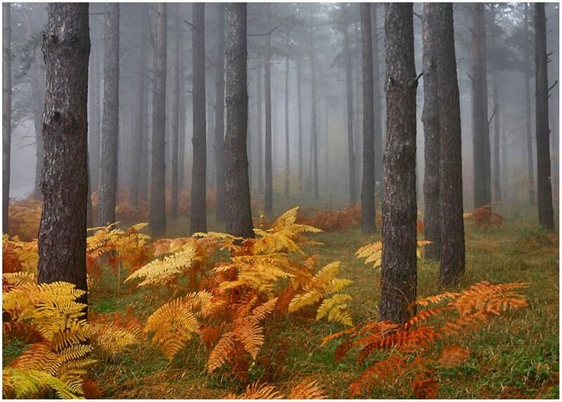 Autumn Forest with Ferns — Yellow