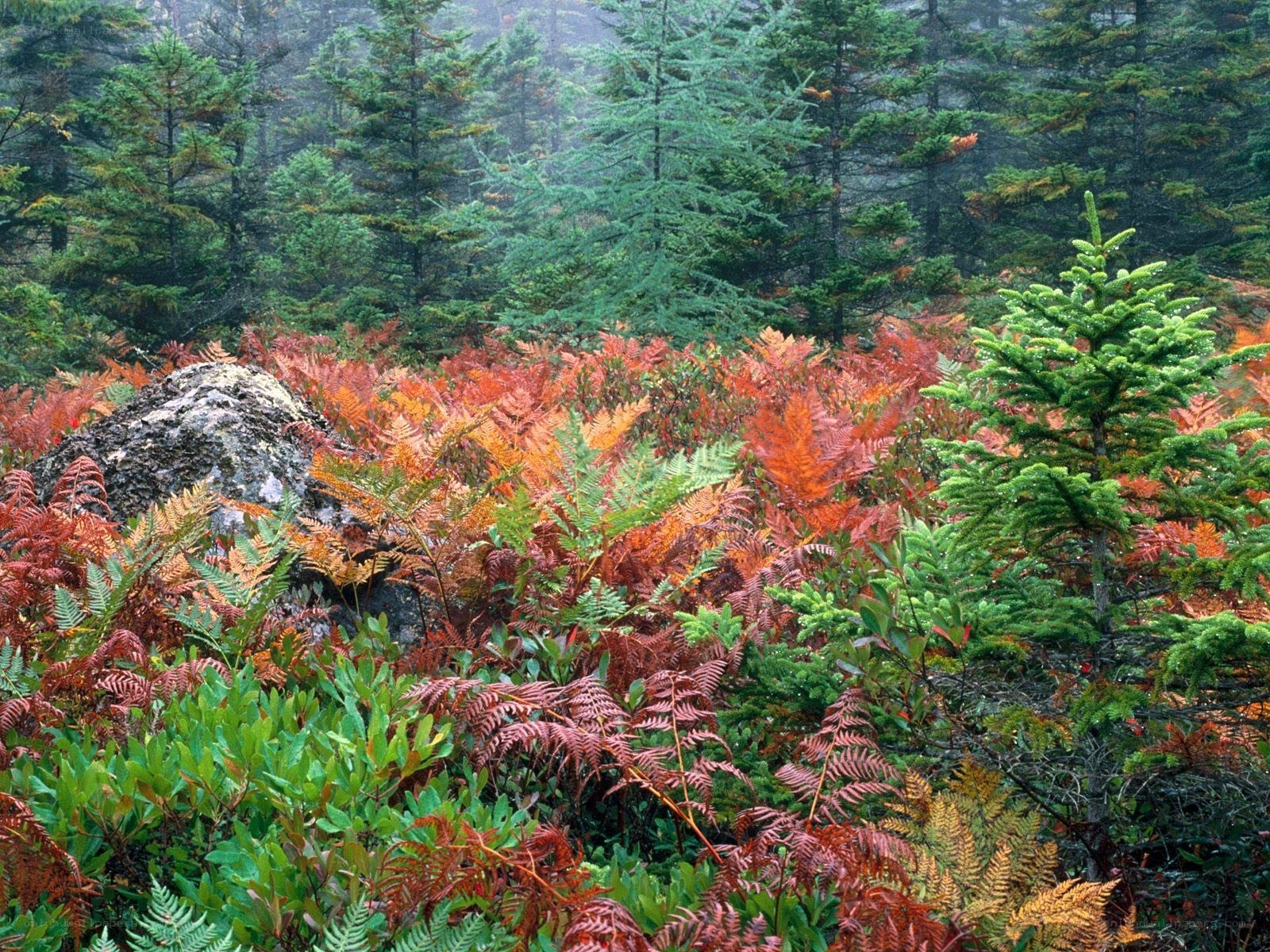 Autumn forest with ferns