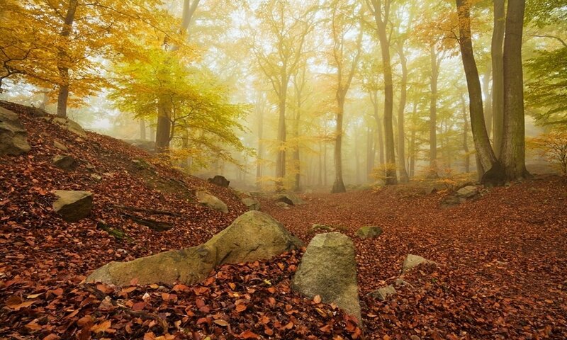 Autumn forest with fog