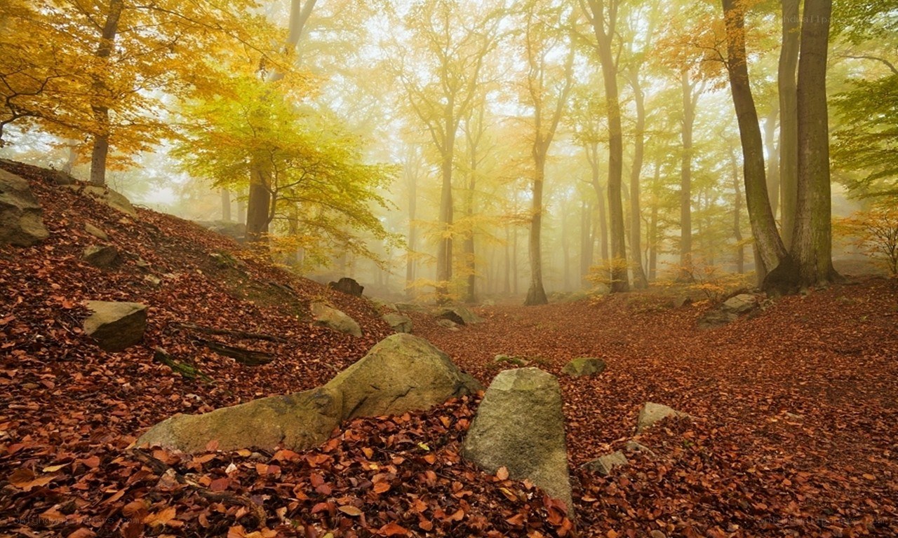 Autumn forest with fog