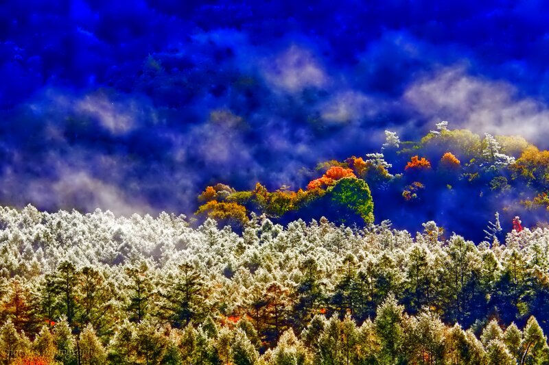 Autumn Forest with Fog — Blue, Dramatic