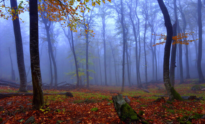 Autumn Forest with Fog — Blue