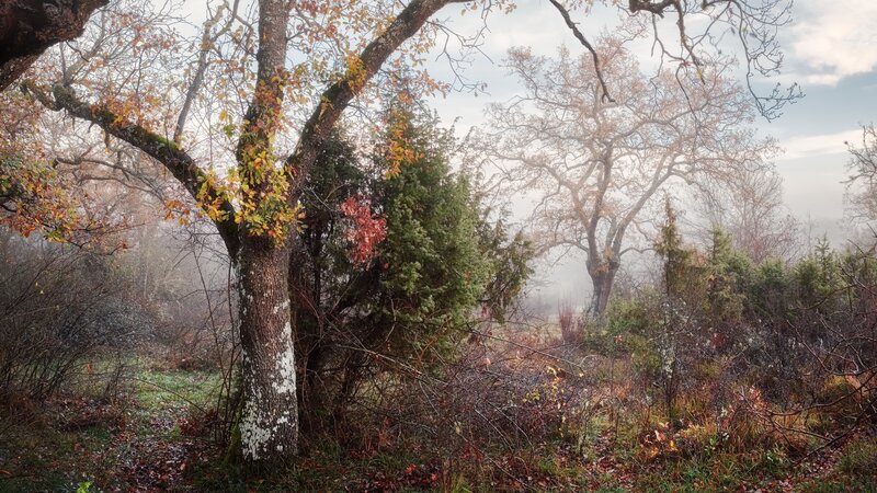 Autumn Forest with Fog — Brown, Misty, Photograph, Trees, Fallen Leaves