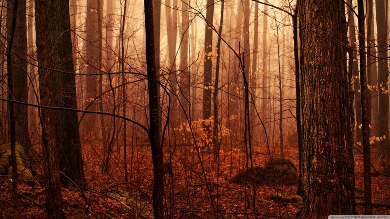 Autumn Forest with Fog — Brown, Mysterious
