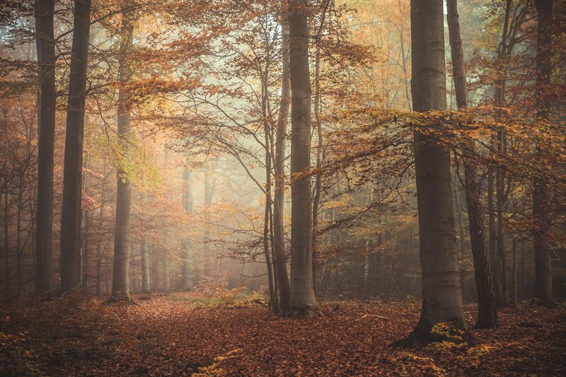 Autumn Forest with Fog — Brown, Serene, Photograph, Trees, Fallen Leaves
