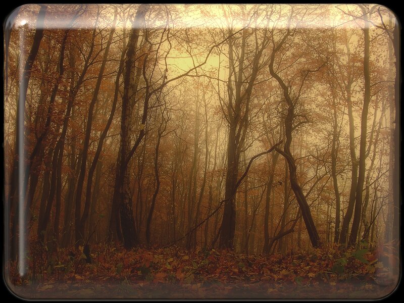 Autumn Forest with Fog — Brown, Serene, Photograph, Trees, Leaves