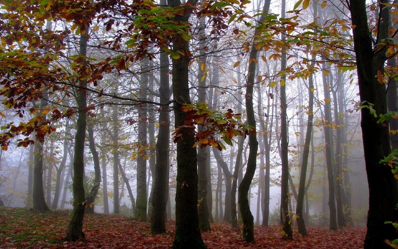 Autumn Forest with Fog — Brown