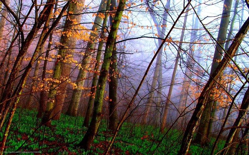 Autumn Forest with Fog — Green, Misty, Photograph, Trees