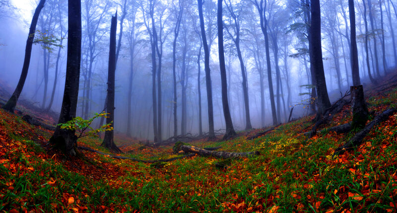 Autumn Forest with Fog — Green, Misty