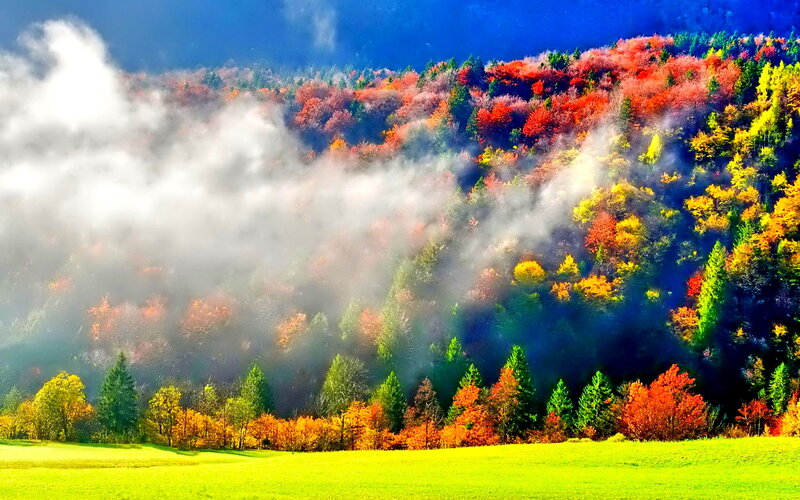Autumn Forest with Fog — Green, Serene, Photograph, Trees, Field