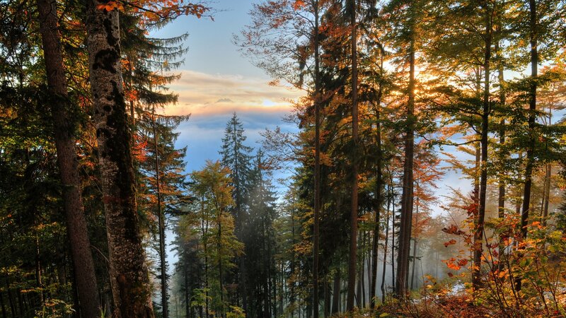 Autumn Forest with Fog — Green, Serene, Photograph, Trees