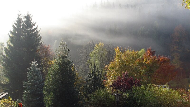Autumn Forest with Fog — Green, Serene
