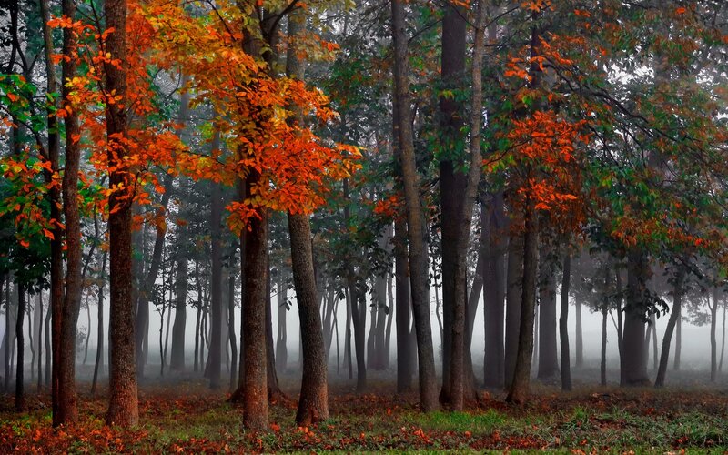 Autumn Forest with Fog — Orange, Misty, Photograph, Trees, Fallen Leaves