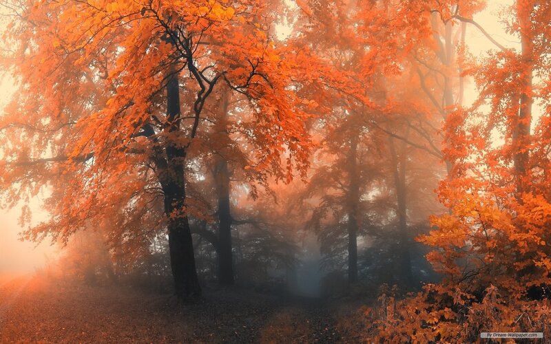 Autumn Forest with Fog — Orange, Misty, Photograph, Trees, Leaves