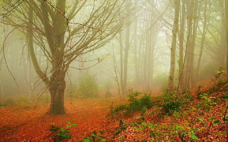 Autumn Forest with Fog — Orange, Misty