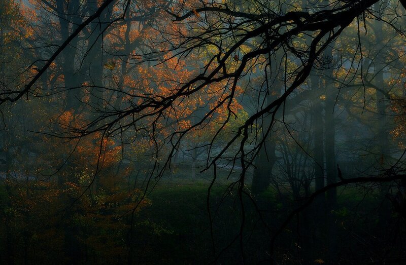 Autumn Forest with Fog — Orange, Mysterious