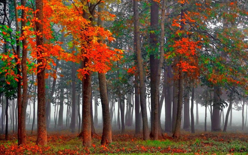 Autumn Forest with Fog — Orange, Serene, Photograph, Trees, Fallen Leaves