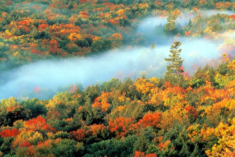 Autumn Forest with Fog — Orange, Serene, Photograph, Trees, Hills