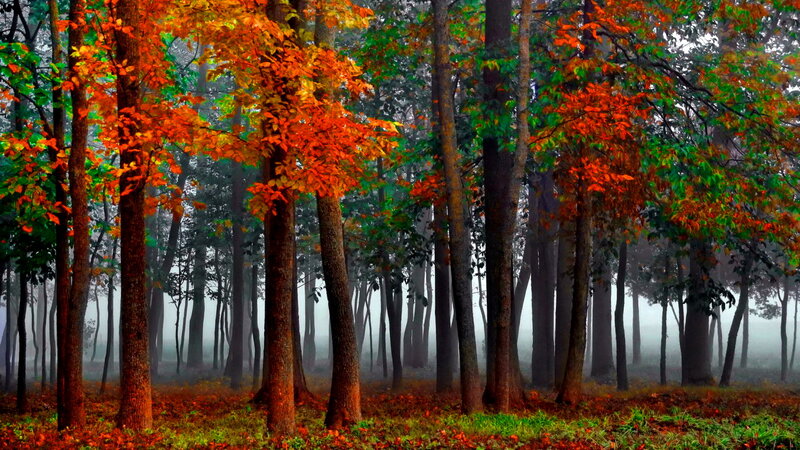 Autumn Forest with Fog — Orange, Serene, Photograph, Trees, Leaves