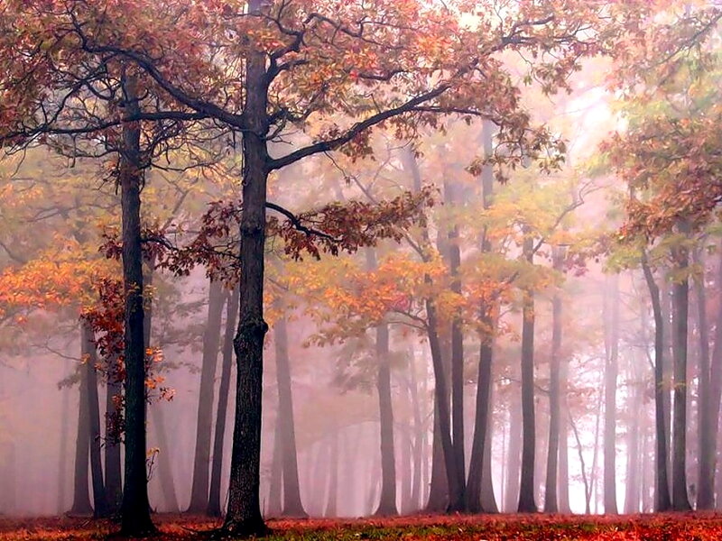 Autumn Forest with Fog — Orange, Serene