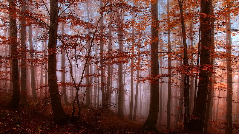 Autumn Forest with Fog — Orange
