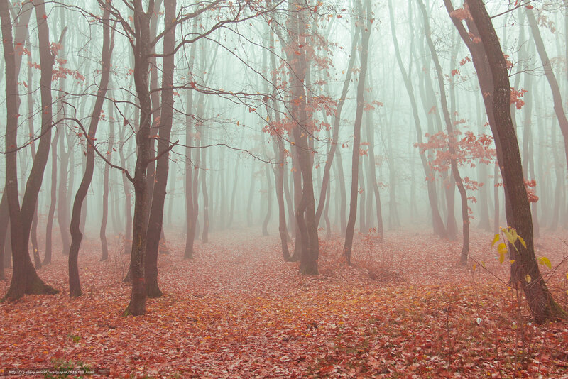Autumn Forest with Fog — Red, Misty