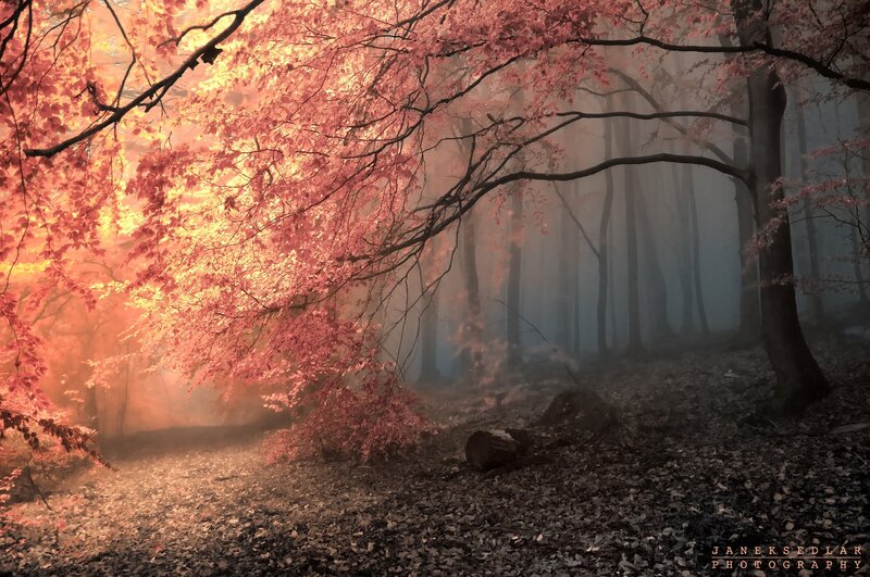Autumn Forest with Fog — Red, Serene, Photograph, Trees, Leaves