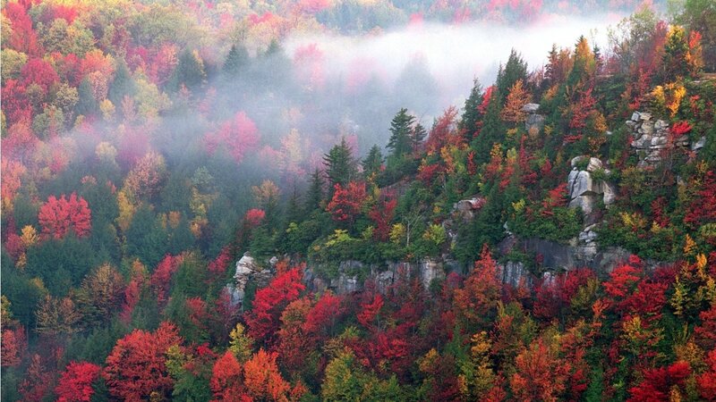 Autumn Forest with Fog — Red, Serene