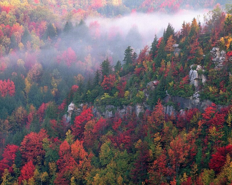 Autumn Forest with Fog — Red